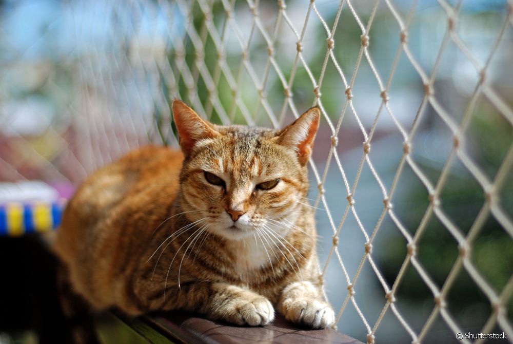 Gato seguro próximo a janela com rede de proteção